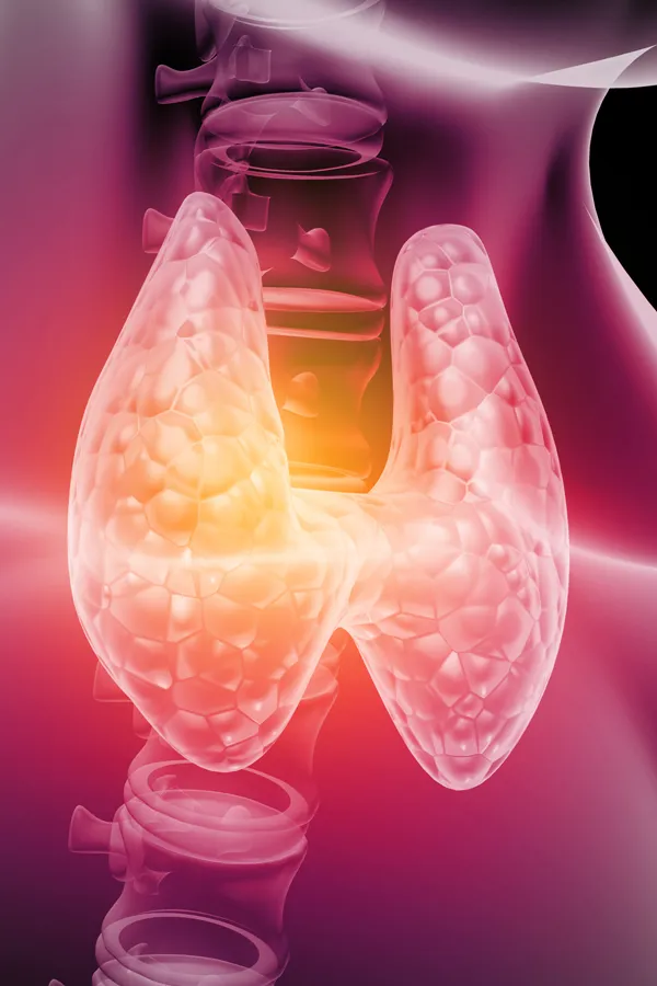 Hypothyroidism-Treatment 3D illustration of the thyroid. Get hypothyroidism treatment from Healthy Aging Medical Centers of New Jersey in Northern New Jersey.